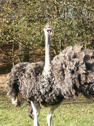 Všechno lítá, co má peří