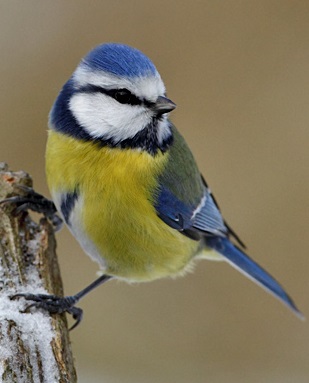 Pražské budkování 2018