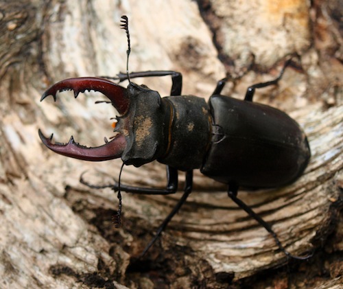 Minimum o&nbsp;přírodě luhu a její ochraně