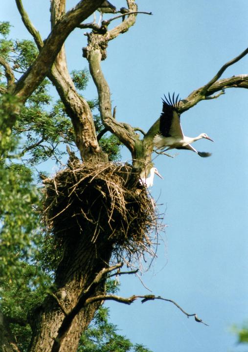 Pravdivě o&nbsp;CHKO Soutok