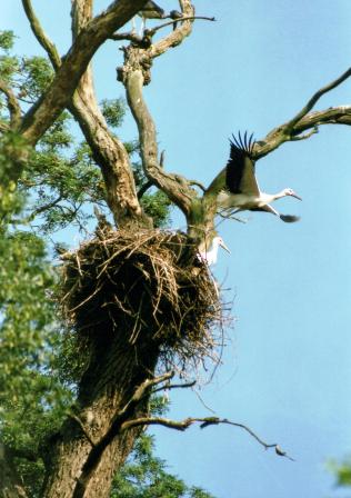 Komentovaná procházka Ohrožená krása luhu