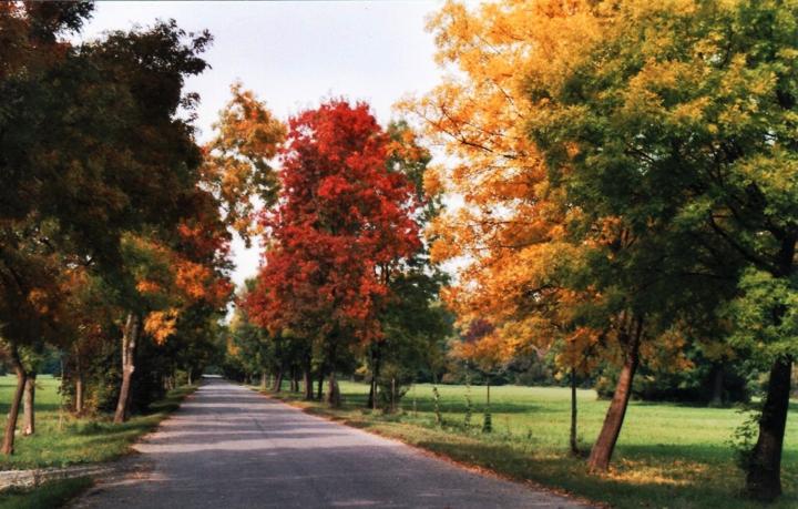Výsadba Velkomoravské aleje